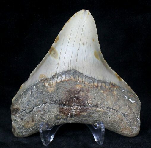 Serrated Megalodon Tooth - North Carolina #20716
